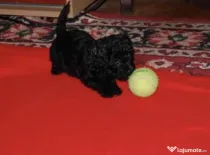 Pui caniche fetita 2 luni