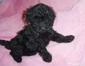 Pui caniche fetita 2 luni 