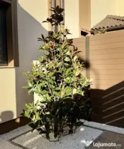 Duplex cu 5 camere cu finisaje premium in Giroc, aproape de 