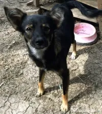 Metis terrier englez 