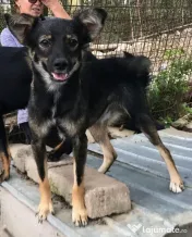 Metis terrier englez 