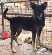 Metis terrier englez 