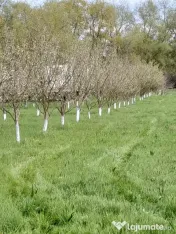 De vânzare teren extravilan în Sfântu Gheorghe 