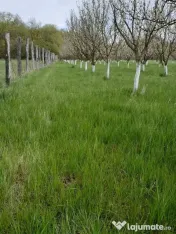 De vânzare teren extravilan în Sfântu Gheorghe 