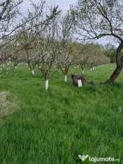 De vânzare teren extravilan în Sfântu Gheorghe 