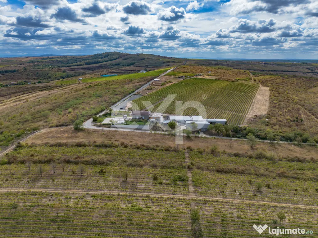 Buziaș – 23.000 mp intravilan | 6 €/mp | investiție - Buzias (Timis)