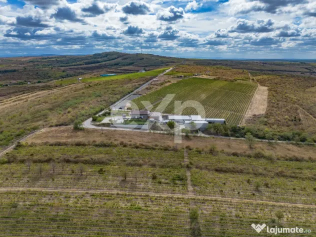 Buziaș – 23.000 mp intravilan | 6 €/mp | investiție - Buzias (Timis)