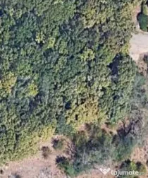 Teren intravilan 6.000 mp | Parcelabil | Teren plan | Padure