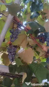 nova și ananas proaspăt culeși 