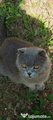 British Shorthair 