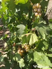 Vand struguri pentru must/vin 