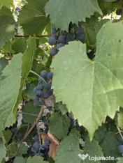 Vand struguri pentru must/vin 