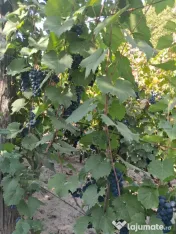 Vand struguri pentru must/vin 