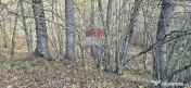 Teren de vis de 2.800 mp pe Valea Tărcăului – Cu lac natural și pădure 