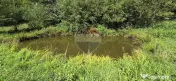 Teren de vis de 2.800 mp pe Valea Tărcăului – Cu lac natural și pădure 