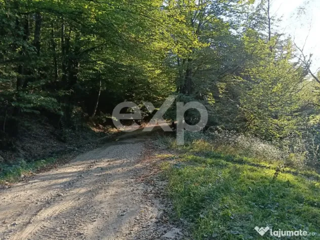 TERENUL PE CARE NU-L CAUȚI… DAR CÂND ÎL VEZI, ÎL VREI! - Vulturesti (Arges)