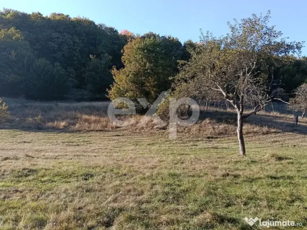TERENUL PE CARE NU-L CAUȚI… DAR CÂND ÎL VEZI, ÎL VREI! - Vulturesti (Arges)