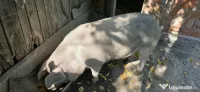 Porc pentru taiere 