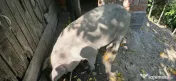 Porc pentru taiere 