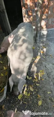 Porc pentru taiere 