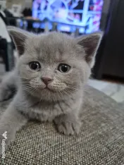 British shorthair culoare deosebită 