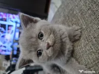 British shorthair culoare deosebită 