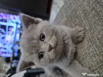 British shorthair culoare deosebită