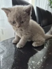 British shorthair culoare deosebită 