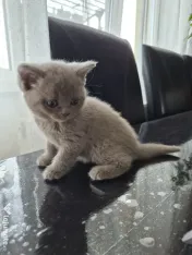 British shorthair culoare deosebită 