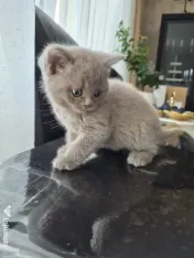 British shorthair culoare deosebită 