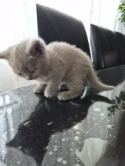 British shorthair culoare deosebită 
