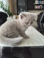 British shorthair culoare deosebită 