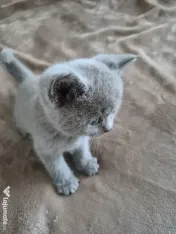 British shorthair culoare deosebită 