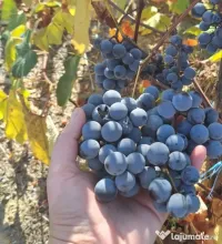 Vând struguri pentru vin 