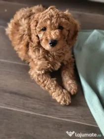 Pudel Toy Red – Pui Adorabil, Inteligent si Afectuos