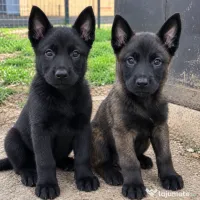Ciobănesc Belgian Malinois cu Pedigree FCI. 