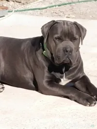 De vânzare pui Cane Corso