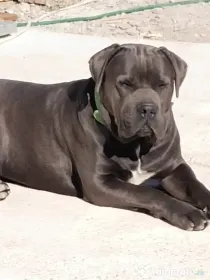De vânzare pui Cane Corso