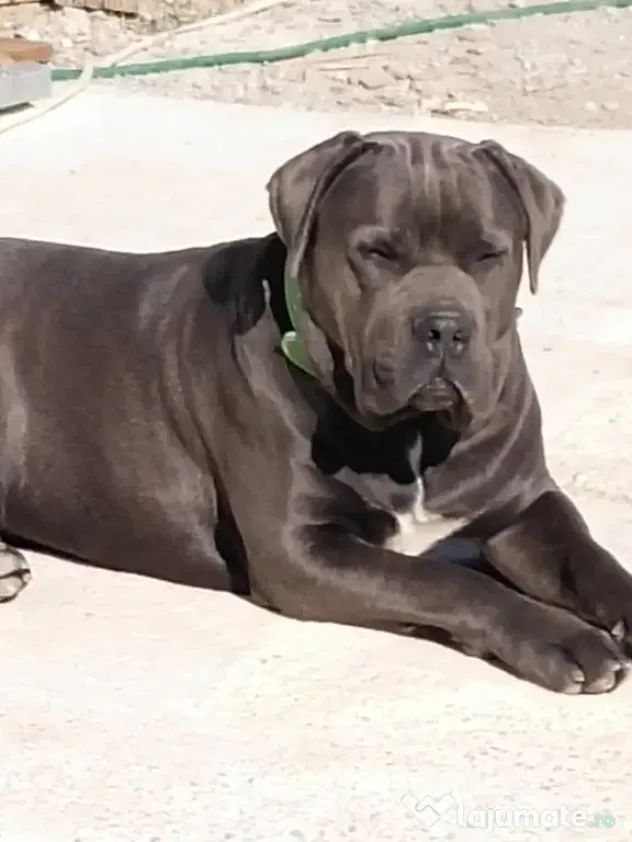 De vânzare pui Cane Corso