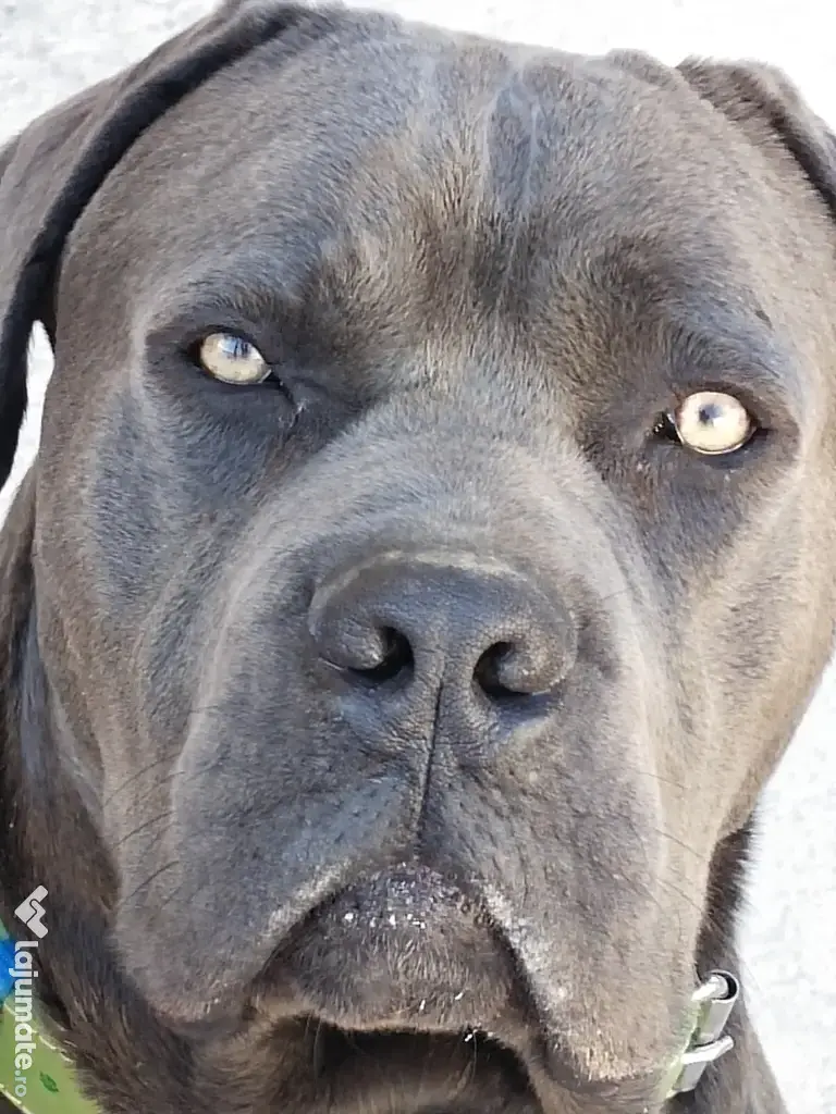 De vânzare pui Cane Corso