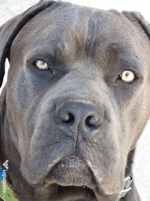De vânzare pui Cane Corso