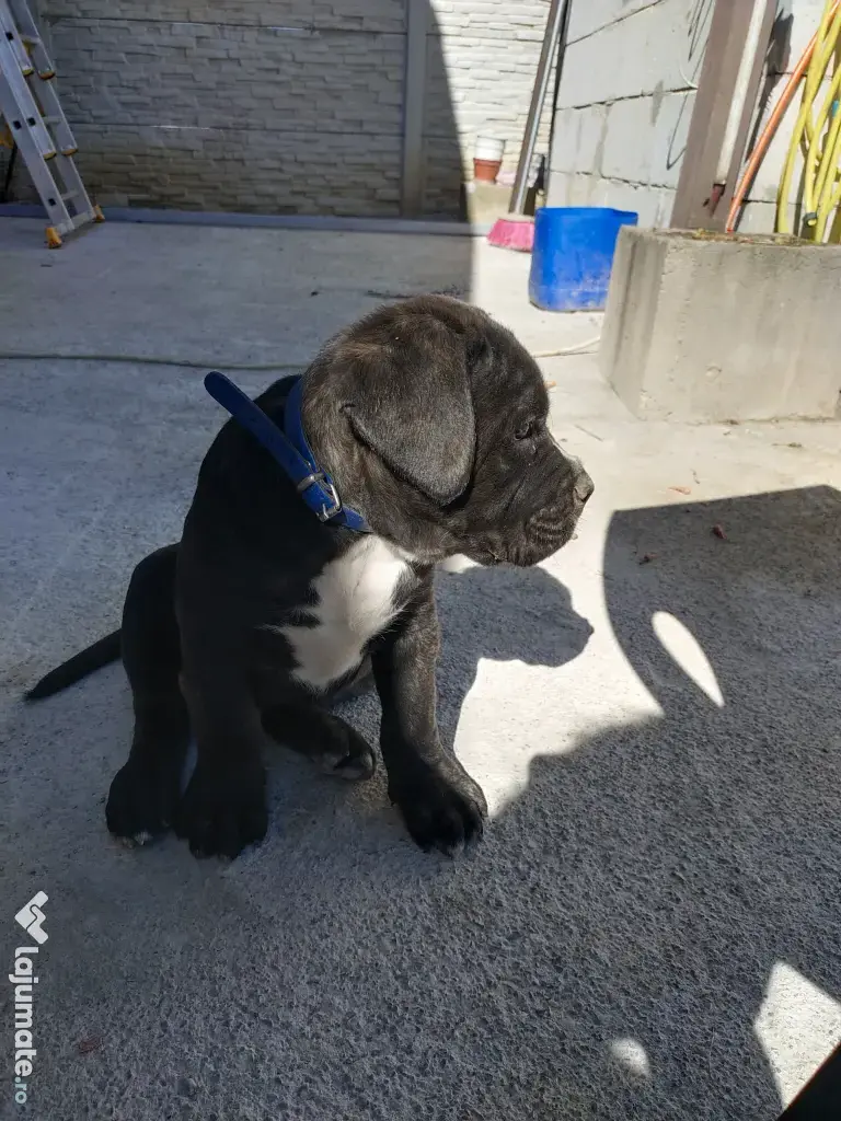 De vânzare pui Cane Corso