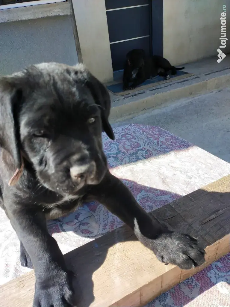 De vânzare pui Cane Corso