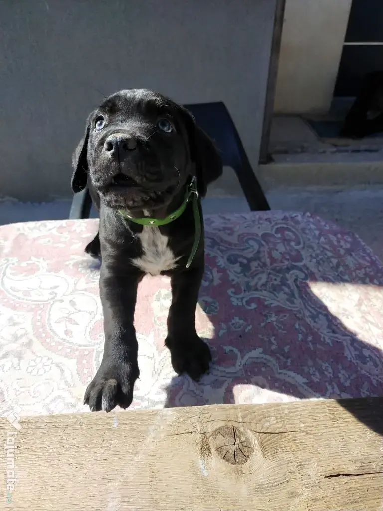 De vânzare pui Cane Corso