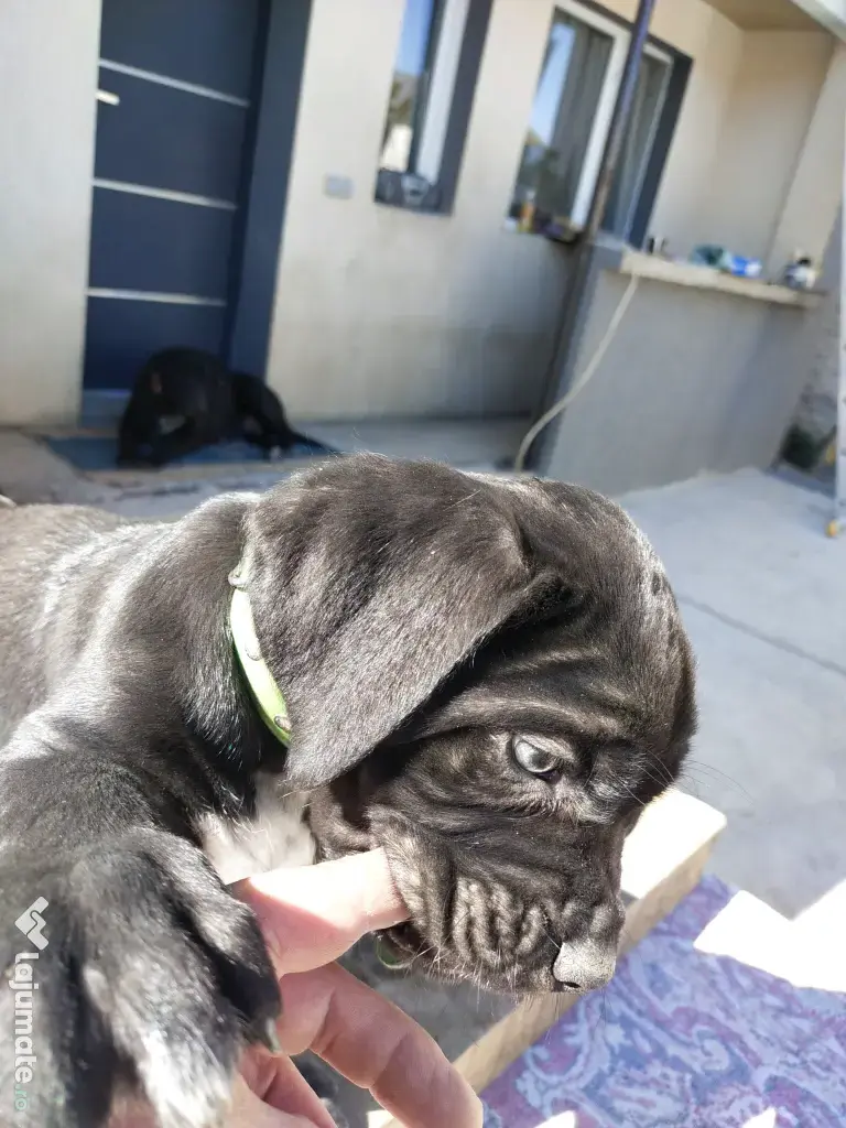 De vânzare pui Cane Corso