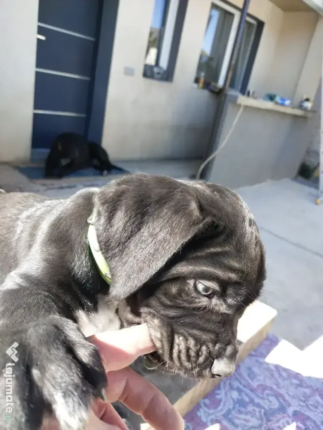 De vânzare pui Cane Corso