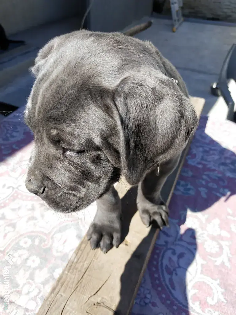 De vânzare pui Cane Corso