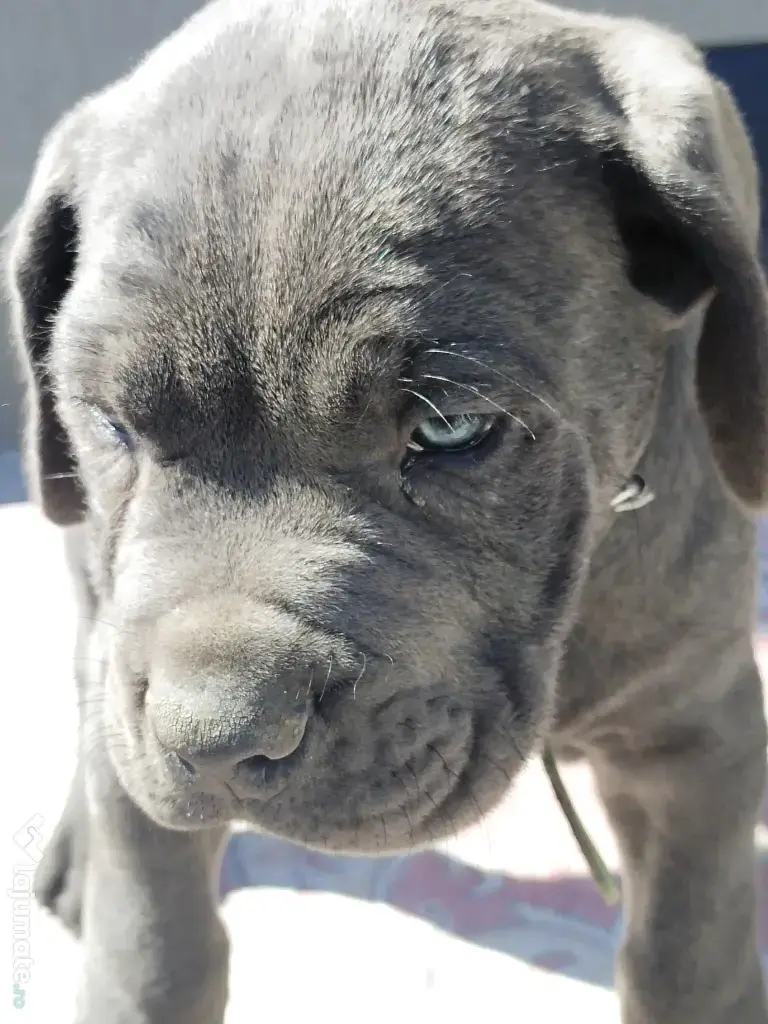 De vânzare pui Cane Corso