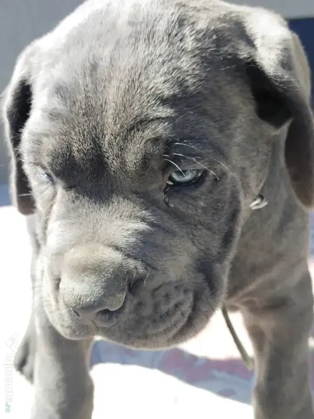De vânzare pui Cane Corso