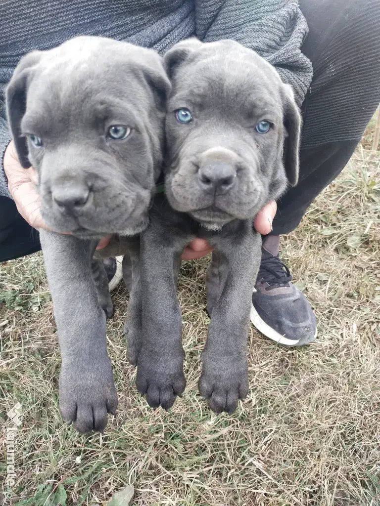 De vânzare pui Cane Corso